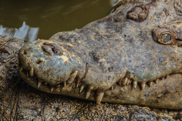 Sharp fangs and scary crocodile that waits for the prey. Dreadful crocodile with a toothy grin to attack the prey.