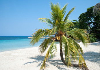 Caribbean Leaning Palm Tree