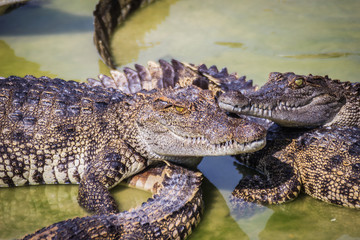 Scary crocodile is eating fresh meat in the farm. Crocodile farming for breeding and raising of crocodilians in order to produce crocodile and alligator meat, leather, and other goods.