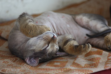 sweet sleeping don sphinx