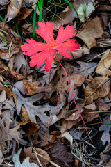 Autumn on the Forest Floor