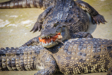 Scary crocodile is eating fresh meat in the farm. Crocodile farming for breeding and raising of crocodilians in order to produce crocodile and alligator meat, leather, and other goods.