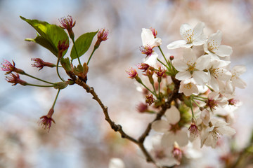 White Sakura