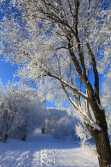 Trees in the snow and blue sky on a sunny winter day