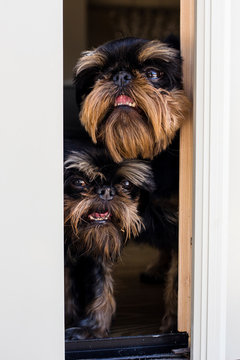 Close up of dogs looking through window at home