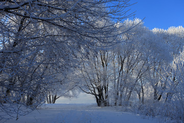 Beautiful winter landscape, trees in the snow and blue sky