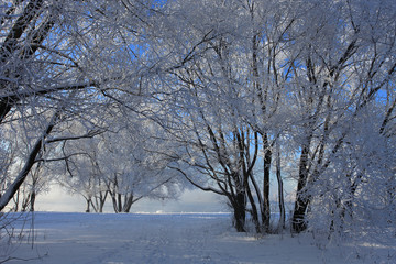 Beautiful winter landscape with trees in the snow