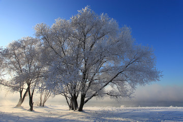 Trees in the snow against the blue sky and fog