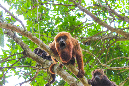 Macaco bugio