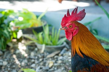 cock