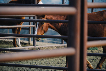 Chestnut quarter horse mare in corral on ranch.  Western lifestyle animal image.