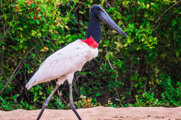 Naklejka premium Pantanal