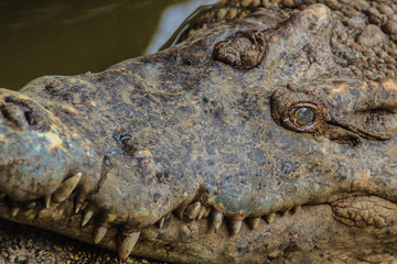 Sharp fangs and scary crocodile that waits for the prey. Dreadful crocodile with a toothy grin to attack the prey.