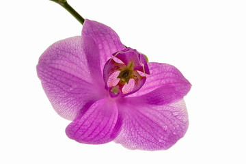 Beautiful close up view o colorfulf orchid flowers isolated. Beautiful nature backgrounds.