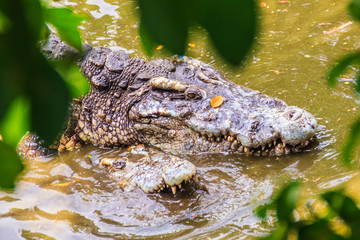 Mating crocodiles in the muddy river bank. Male and female crocodiles try to mating in the water in breeding season.