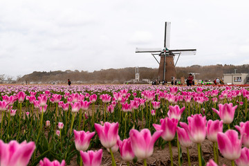 Windmills with tulips