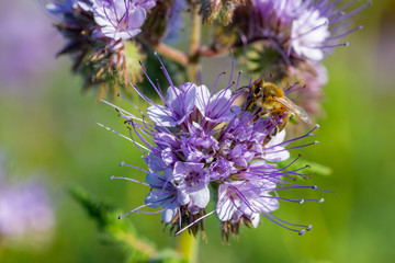Bienen und Rainfarn-Büschelschön (Phacelia tanacetifolia), eine lila Pflanze auf einem Feld