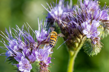 Bienen und Rainfarn-Büschelschön (Phacelia tanacetifolia), eine lila Pflanze auf einem Feld
