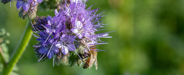 Bienen und Rainfarn-Büschelschön (Phacelia tanacetifolia), eine lila Pflanze auf einem Feld