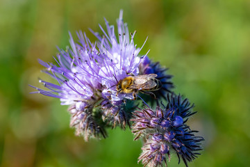 Bienen und Rainfarn-Büschelschön (Phacelia tanacetifolia), eine lila Pflanze auf einem Feld