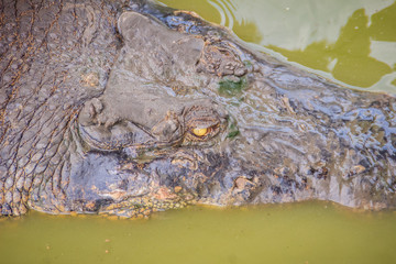 Naklejka premium Dreadful crocodile is emerging from the water to attack the prey. Big frightful crocodile's head emerges from the water and ready to strike.