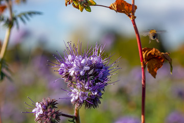 Bienen und Rainfarn-Büschelschön (Phacelia tanacetifolia), eine lila Pflanze auf einem Feld