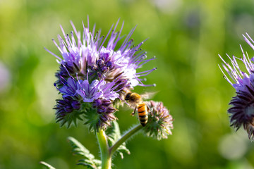 Bienen und Rainfarn-Büschelschön (Phacelia tanacetifolia), eine lila Pflanze auf einem Feld