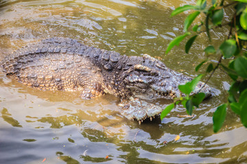 Mating crocodiles in the muddy river bank. Male and female crocodiles try to mating in the water in...