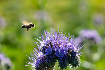 Bienen und Rainfarn-Büschelschön (Phacelia tanacetifolia), eine lila Pflanze auf einem Feld