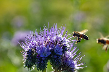 Bienen und Rainfarn-Büschelschön (Phacelia tanacetifolia), eine lila Pflanze auf einem Feld