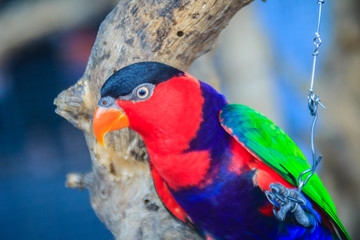 Leg chained black-capped lory parrot that look so sad and agonize. Black-capped (Lorius lory) also known as western black-capped lory or the tricolored lory, is a parrot found in New Guinea.