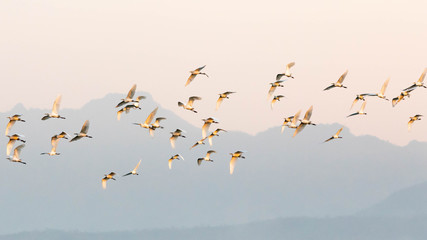 Fototapety  bocian, białe ptaki latające nad niebem z górskim krajobrazem