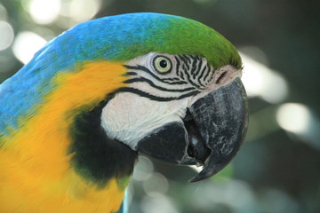 portrait of a blue and yellow macaw