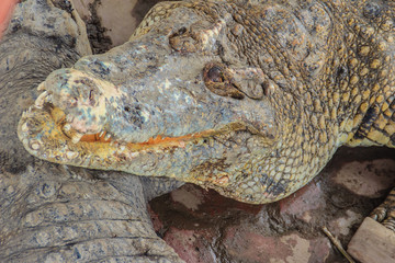 Fototapeta premium Sharp fangs and scary crocodile that waits for the prey. Dreadful crocodile with a toothy grin to attack the prey.