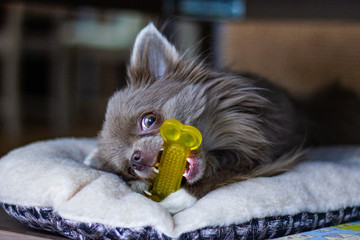 Grey chihuahua is standing on a wooden floor. Chihuahua is a small dog popular in the home. Have a playful and cheerful habit.