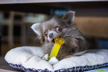 Grey chihuahua is standing on a wooden floor. Chihuahua is a small dog popular in the home. Have a playful and cheerful habit.