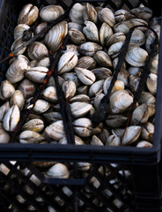 Oysters in a crate in Wellfleet MA on Cape Cod