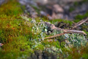 Green moss