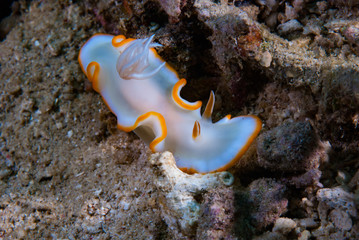 Ardeadoris cf. averni Nudibranch