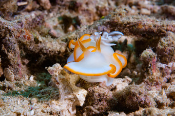 Ardeadoris cf. averni Nudibranch