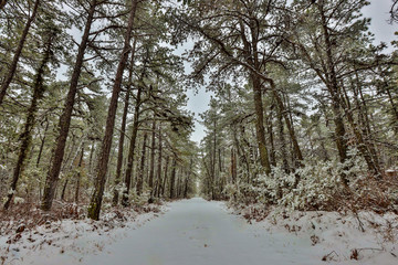 Snowy winter forest in the new jersey pine barrens