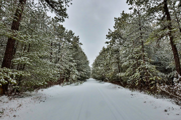 Snowy winter forest in the new jersey pine barrens