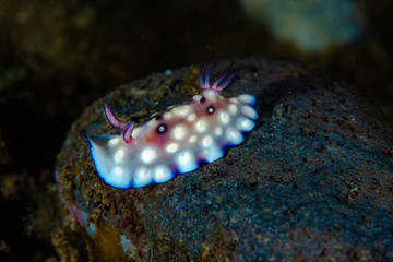 Goniobranchus hintuanensis Nudibranch