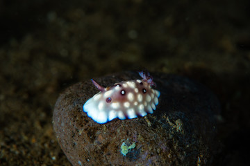 Goniobranchus hintuanensis Nudibranch