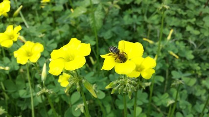 a bee on yellow flower