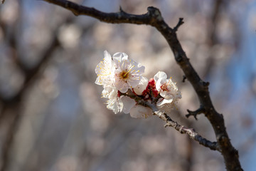 White Plum of plum garden at AobanoMori Park, Chiba prefecture, Chiba city, Japan