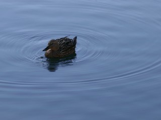 Stockente, Anas platyrhynchos, weibchen, Ente, Entenvögel, vogel, schwimmen, wasser, natur, wild lebende tiere, tier, baden, see,  fluss, wild, teich, baden,