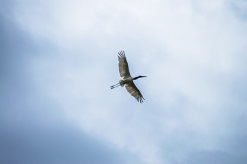 Pantanal