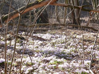 Krokus, Krokusse, Crocus vernus, crocus, Krokusblüte, Krokusse im Wald, Blütenmeer, Blütenteppich, Frühling, Frühjahr, Frühjahrsblüher, Ende des Winter, erste Sonnenstrahlen, Pflanzen
