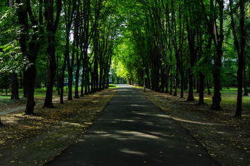 Naklejka premium alley